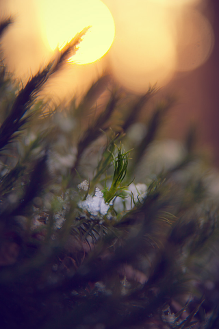 Illustration for article titled Shooting Challenge: Bokeh, Gallery 1